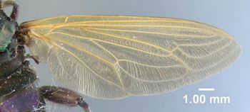 Media type: image;   Entomology 10658 Aspect: front wing